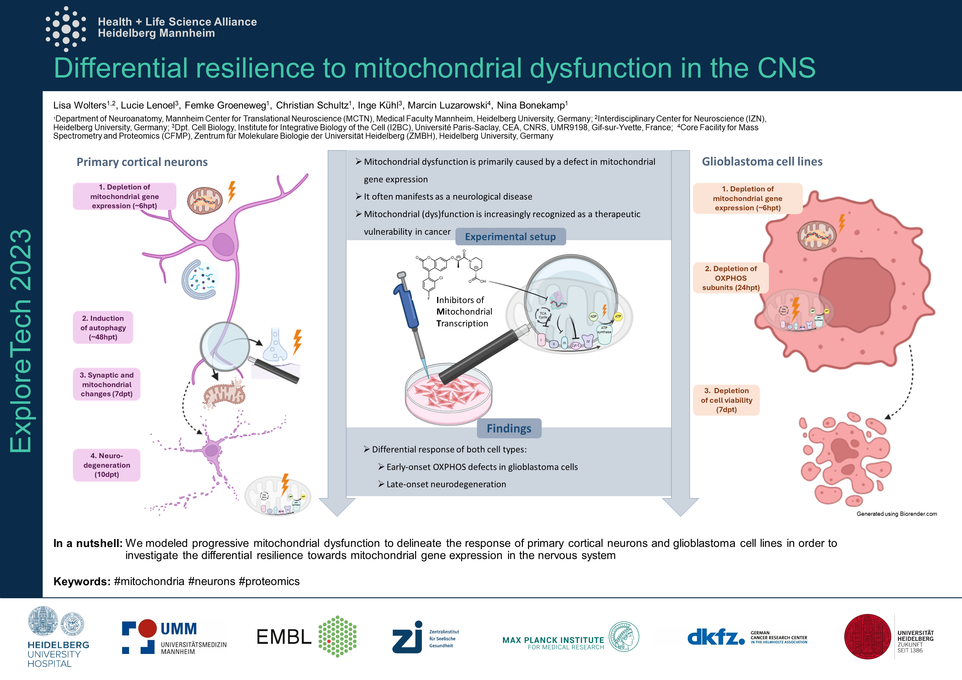 16 mitochondrial stress signaling