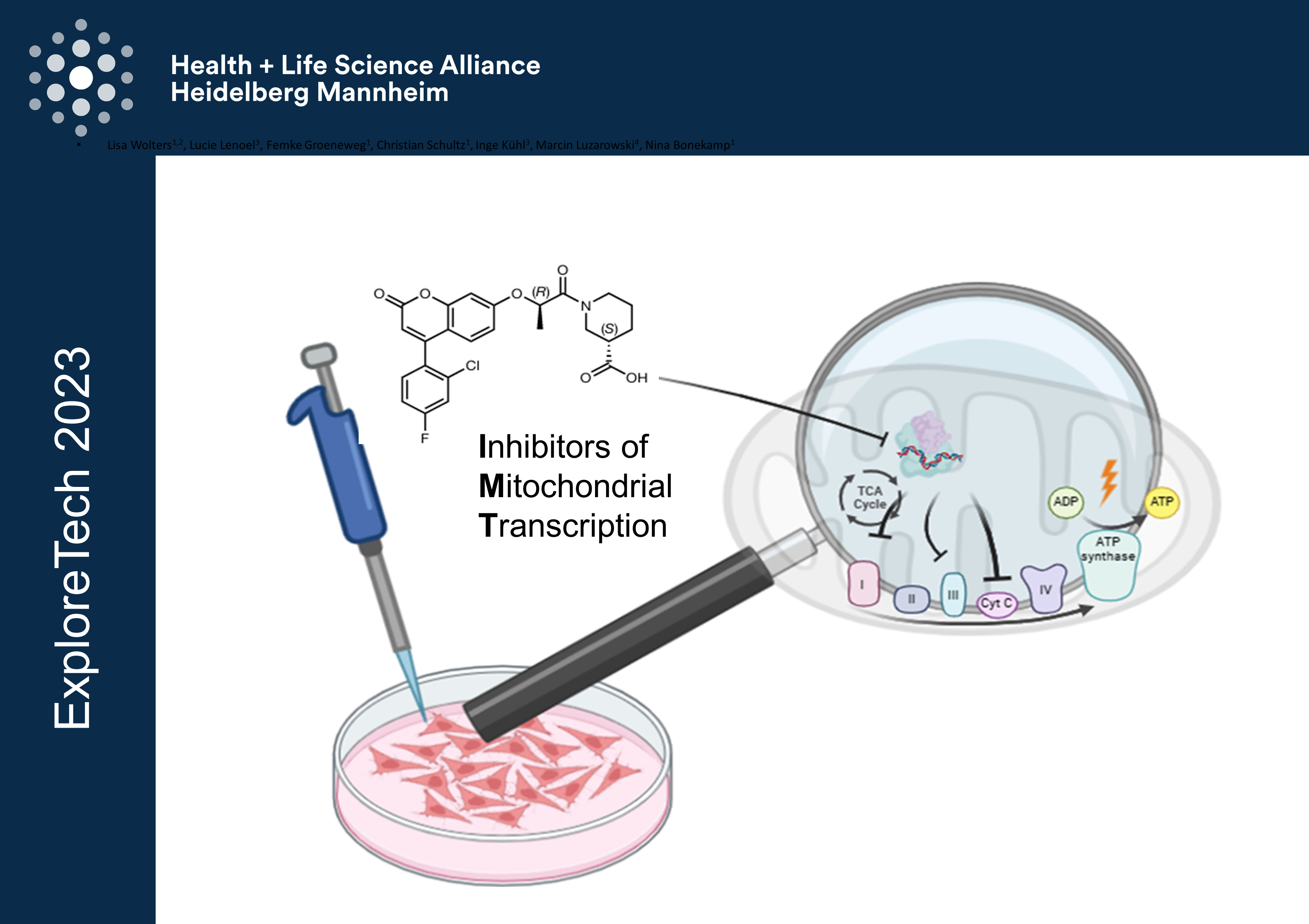 16 mitochondrial stress signaling TEASER