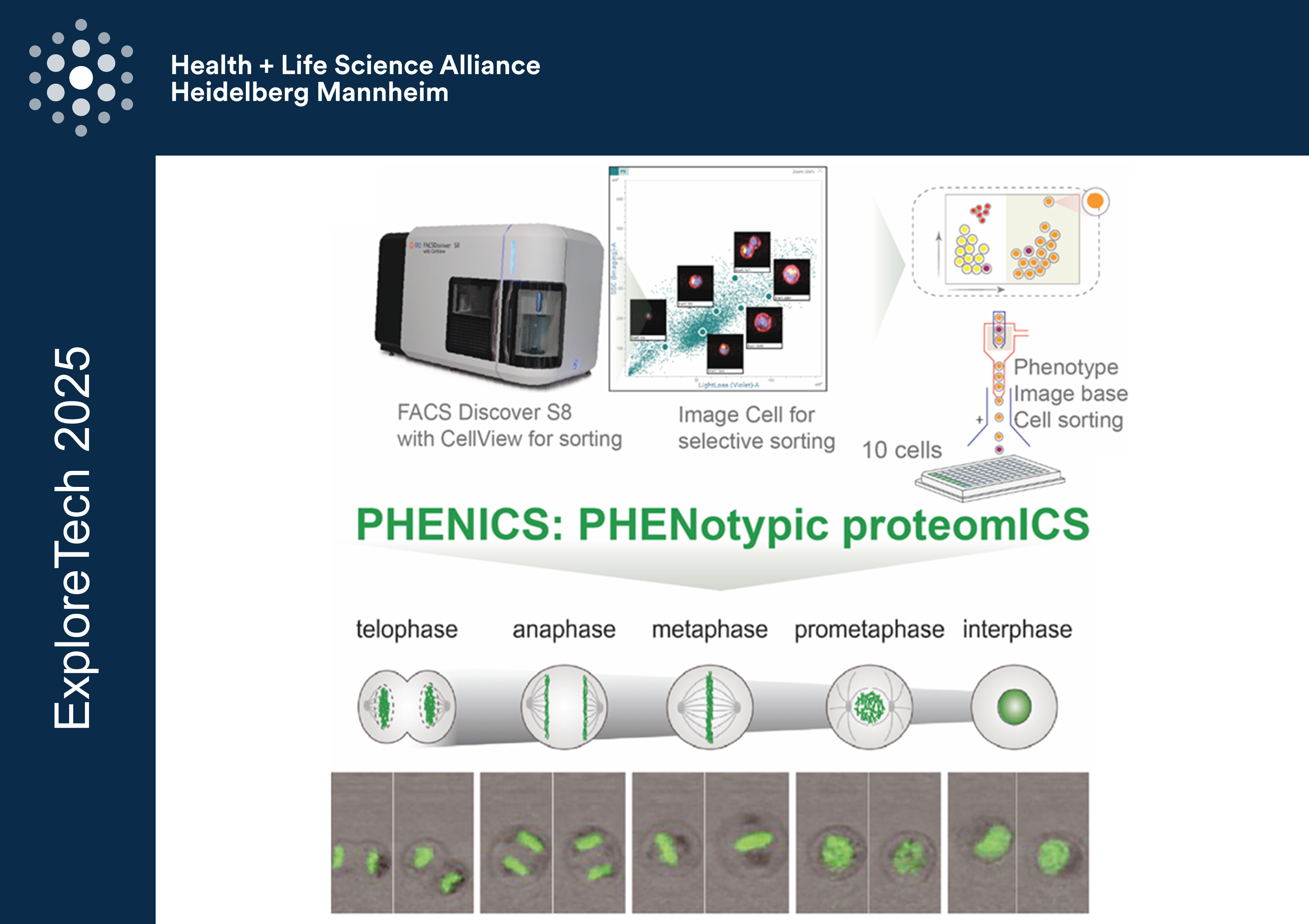 4 mitotic cell state proteomics TEASER