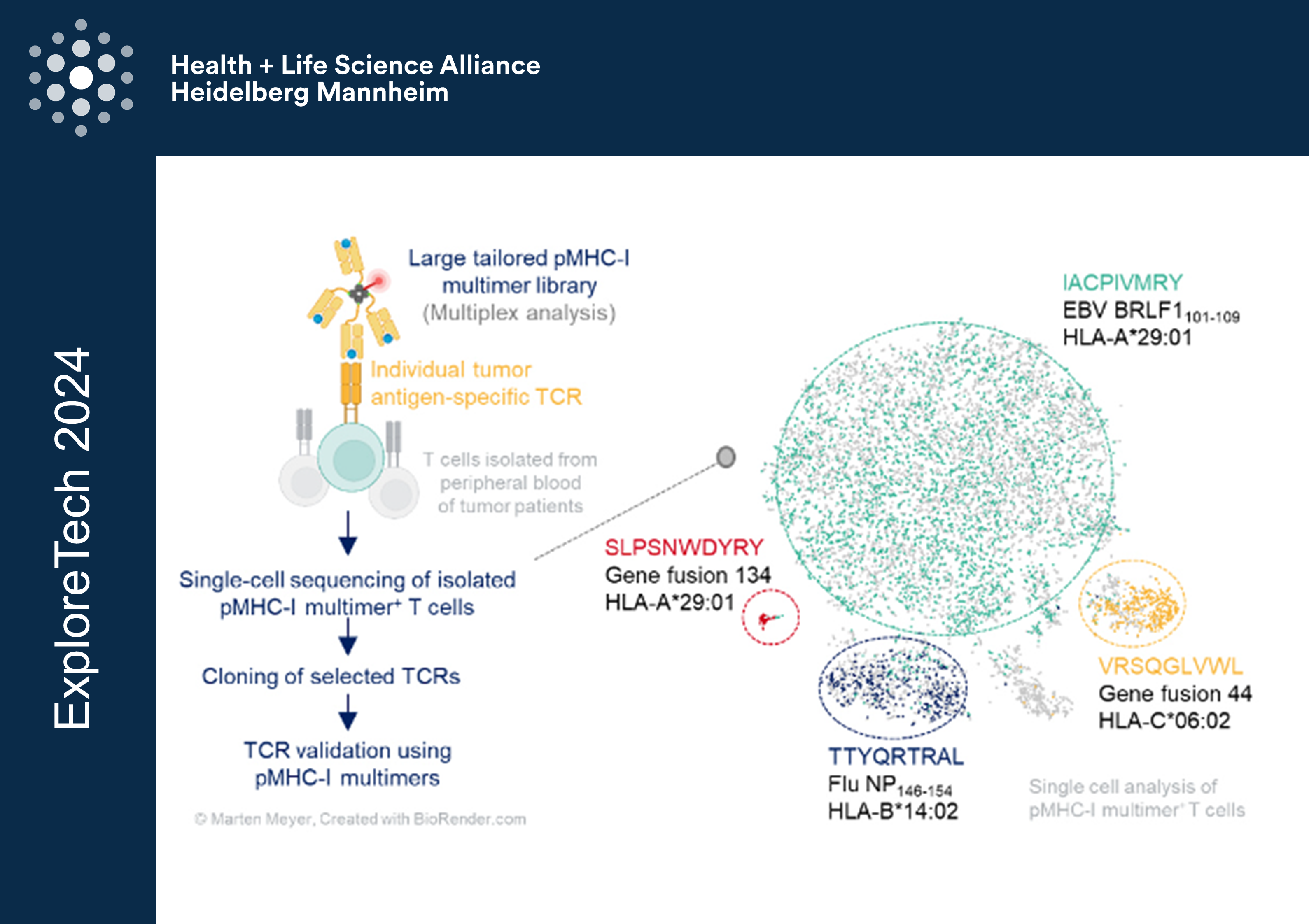 Implementation of DNA barcoded p MHC I multimer reagents
