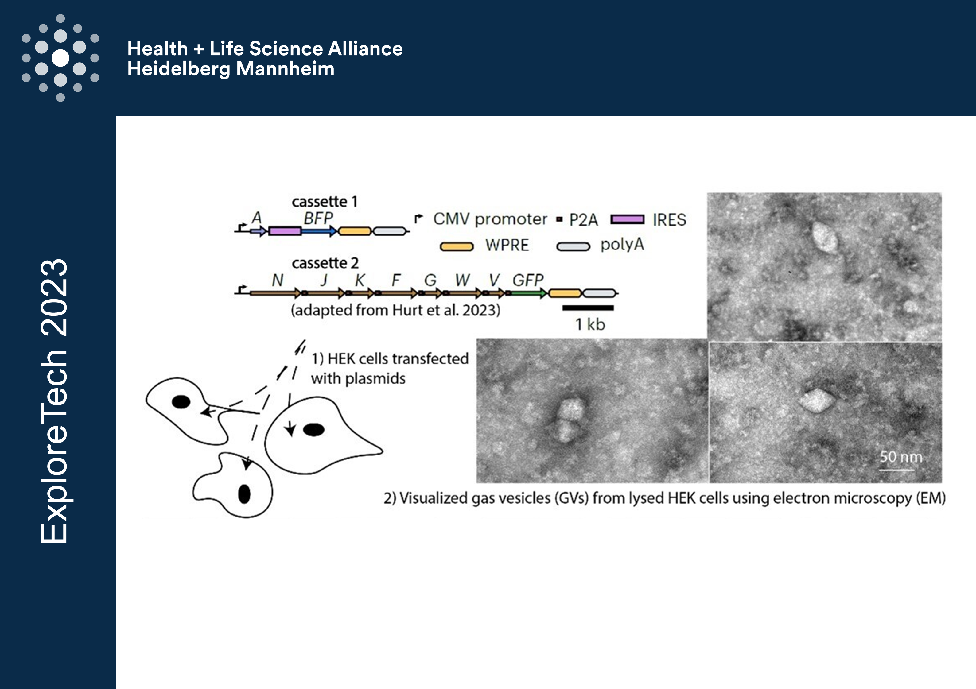 Non invasive oxytocin gene expression