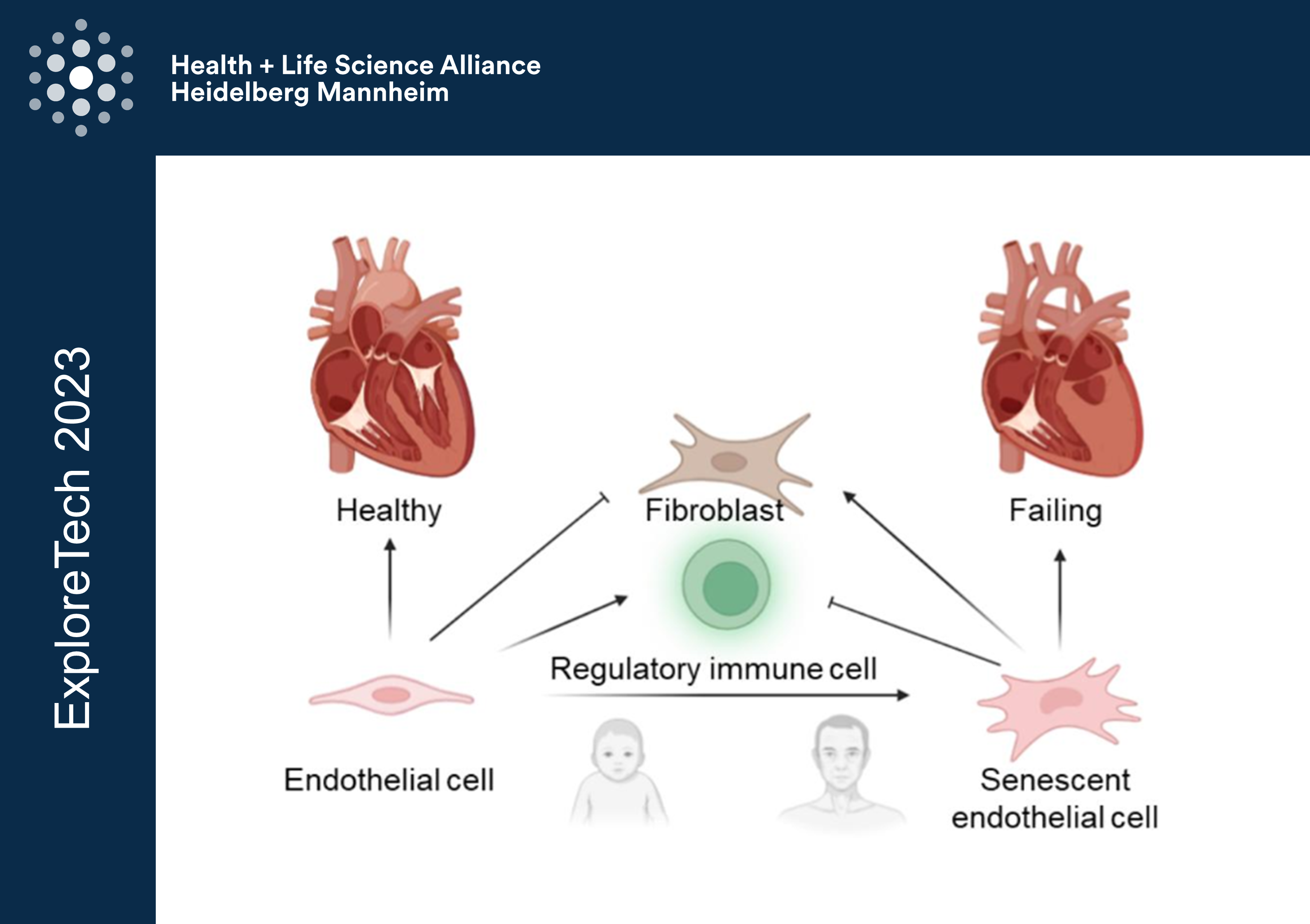 The role of endothelial Sox9 in aging induced cardiac failure