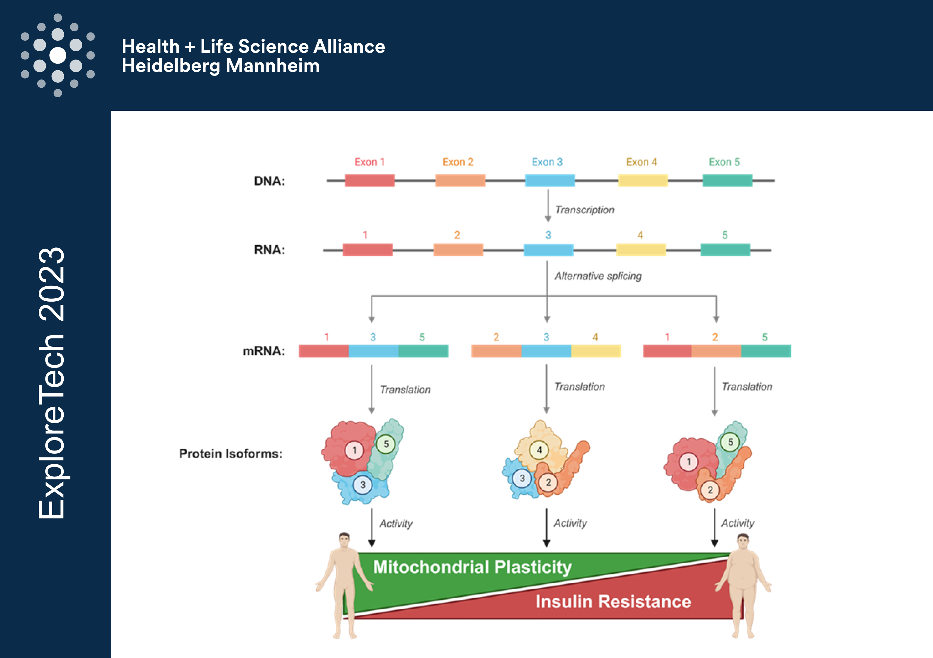 The role of spliceome in skeletal muscle insulin resistance